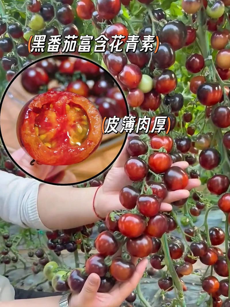 樱桃番茄种植方法「樱桃家种番茄怎么种植的」 番茄种植技巧 樱桃番茄种植方法「樱桃家种番茄怎么种植的」 樱桃番茄种植方法「樱桃家种番茄怎么种植的」 番茄种植技巧