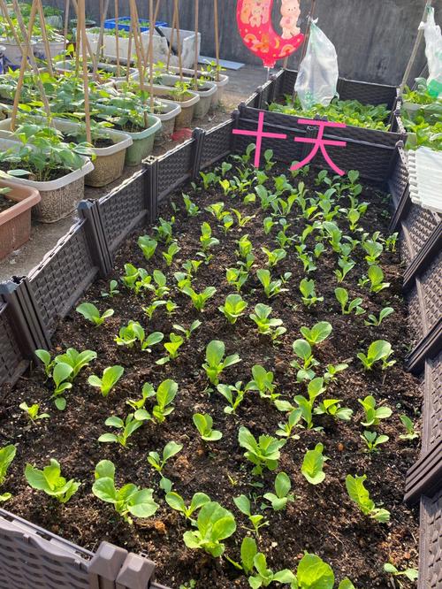 楼顶如何种好好菜「房顶蔬菜种植小技巧图解视频」 楼顶如何种好好菜「房顶蔬菜种植小技巧图解视频」 番茄病虫害防治