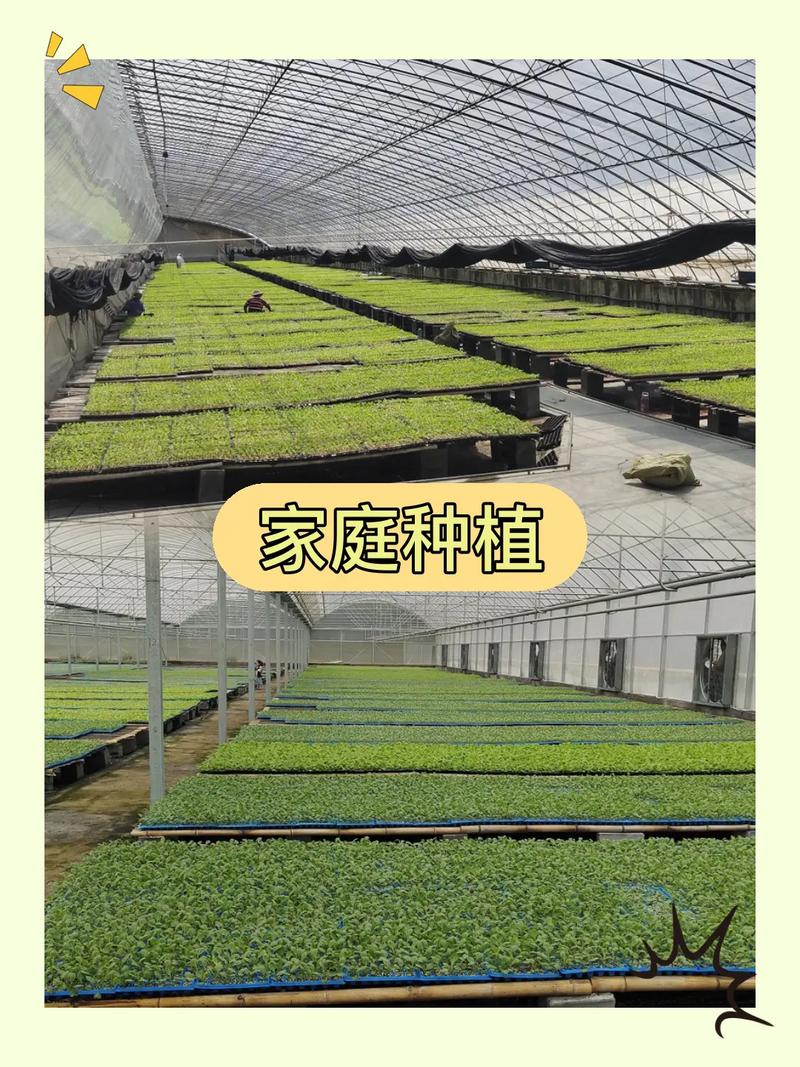 红珍珠小番茄种植方法「珍珠番茄怎么种植方法视频」 红珍珠小番茄种植方法「珍珠番茄怎么种植方法视频」 土壤施肥