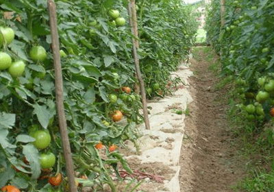 大棚避雨的种植方法「番茄双垄怎么种植视频」 大棚避雨的种植方法「番茄双垄怎么种植视频」 农业常识