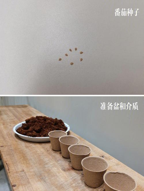 怎样知道西红柿在它的哪一面结果「花狐狸番茄怎么种植的视频」 怎样知道西红柿在它的哪一面结果「花狐狸番茄怎么种植的视频」 花朵知识