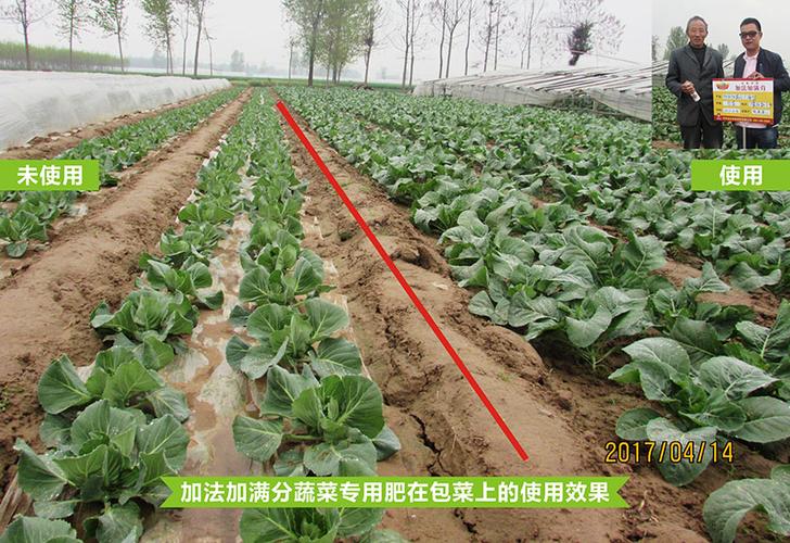 冬季如何提高种植蔬菜的产量和品质？各类肥料应该如何搭配使用「冬天蔬菜种植小技巧视频」 冬季如何提高种植蔬菜的产量和品质？各类肥料应该如何搭配使用「冬天蔬菜种植小技巧视频」 花朵知识