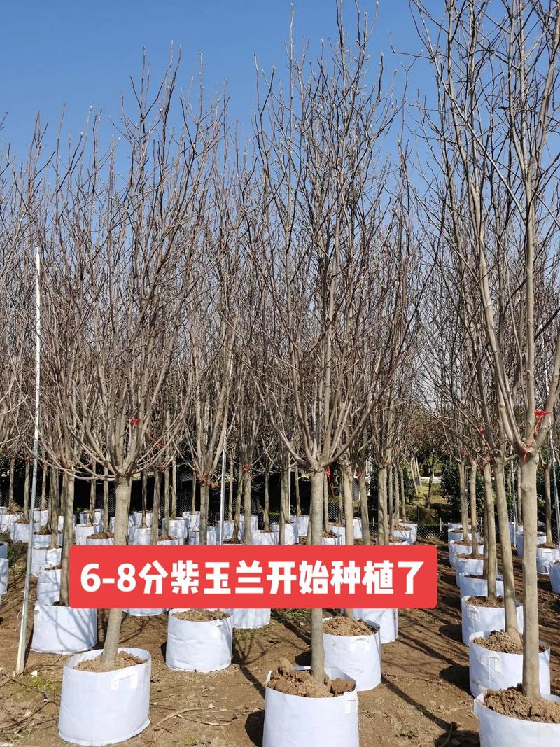 紫玉兰蔬菜的养殖方法「紫玉兰蔬菜种植技巧教学视频」 紫玉兰蔬菜的养殖方法「紫玉兰蔬菜种植技巧教学视频」 土壤施肥