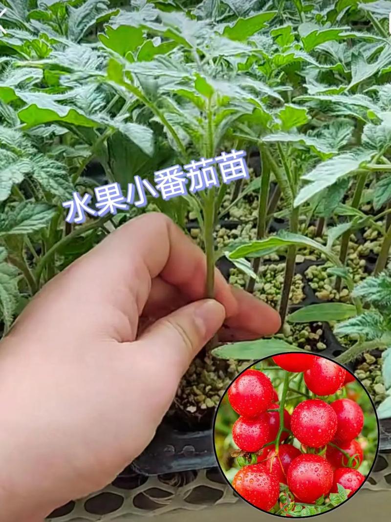 怎样才能种出高产的圣女果「怎么种植番茄高产呢视频教程」 怎样才能种出高产的圣女果「怎么种植番茄高产呢视频教程」 花朵知识