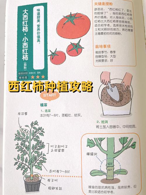 种小番茄的方法和步骤「番茄家庭怎么种植好看视频」 种小番茄的方法和步骤「番茄家庭怎么种植好看视频」 土壤施肥
