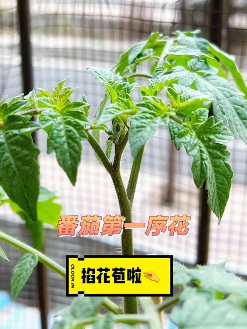 怎么让阳台种的番茄长的个头大「怎么自己阳台种植番茄呢视频」 怎么让阳台种的番茄长的个头大「怎么自己阳台种植番茄呢视频」 农业常识
