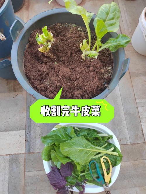 换盆泥土怎么施肥,换盆后的土还能用吗。 换盆泥土怎么施肥,换盆后的土还能用吗。 土壤施肥