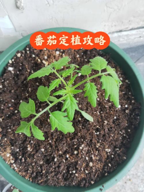 家里种植番茄的正确方法「盆里种植番茄怎么种植」 家里种植番茄的正确方法「盆里种植番茄怎么种植」 土壤施肥