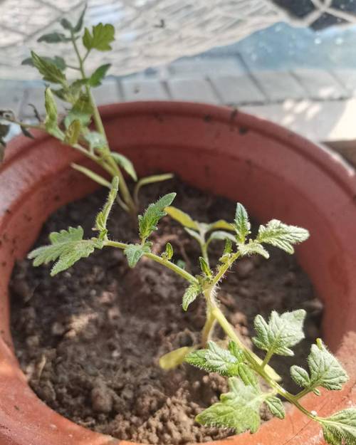 樱桃番茄种植方法全过程「种植樱桃番茄种子怎么种植」 樱桃番茄种植方法全过程「种植樱桃番茄种子怎么种植」 土壤施肥