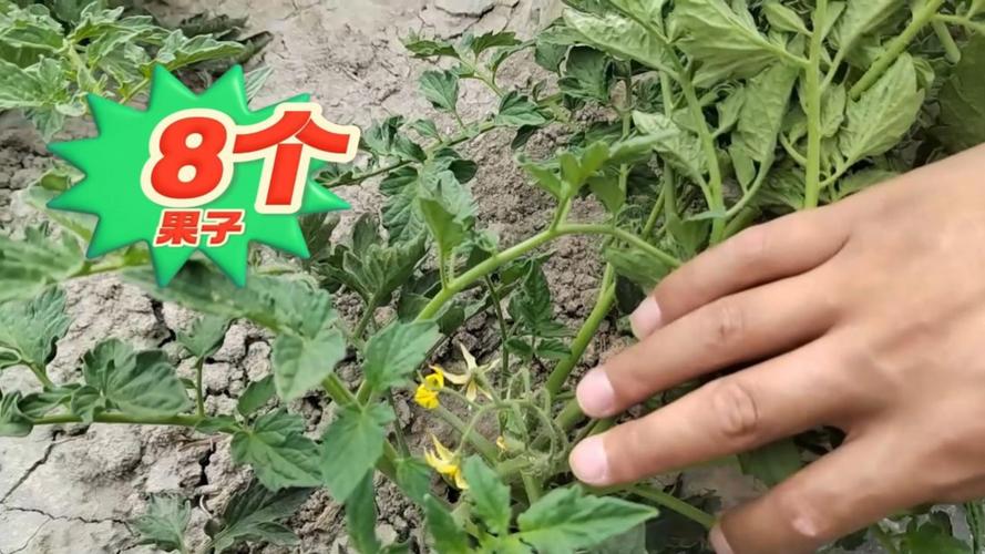 番茄怎么样喷施叶面肥「番茄怎么种植坐果树视频」 番茄怎么样喷施叶面肥「番茄怎么种植坐果树视频」 土壤施肥