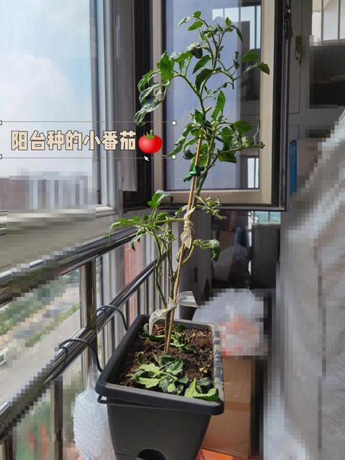 番茄光照不充足的情况下，该怎么办？我住小区房，阳台是包在房间内的，而客厅有光照到时间短「露天种植番茄怎么遮阳呢」 番茄光照不充足的情况下，该怎么办？我住小区房，阳台是包在房间内的，而客厅有光照到时间短「露天种植番茄怎么遮阳呢」 番茄种植技巧
