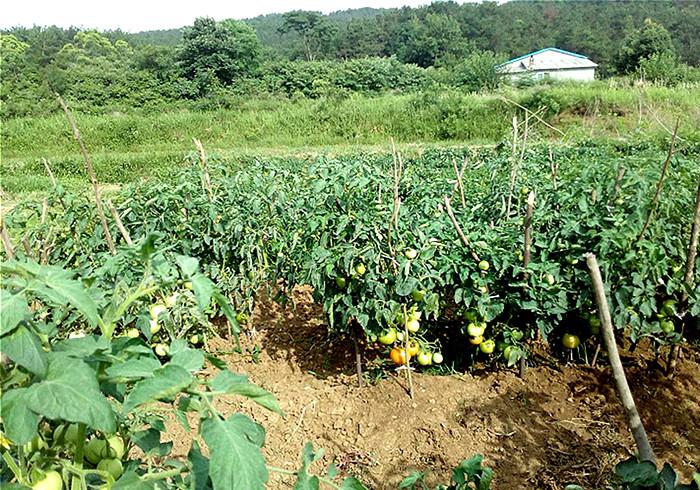 露天栽培西红柿株距与行距「大番茄怎么种植露天过冬」 露天栽培西红柿株距与行距「大番茄怎么种植露天过冬」 土壤施肥