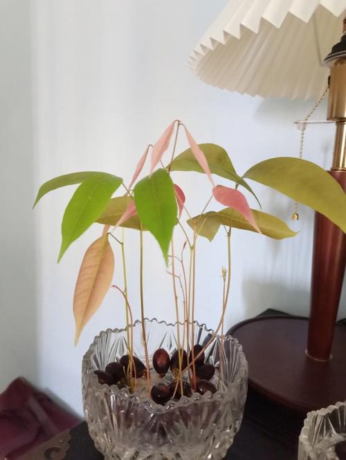 水培荔枝需要避光吗「荔枝水培蔬菜种植小技巧视频」 水培荔枝需要避光吗「荔枝水培蔬菜种植小技巧视频」 农业常识