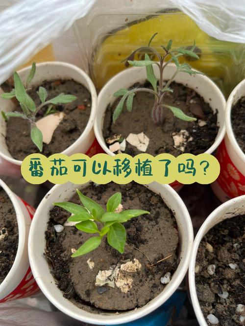 番茄整串脱落，怎么办「番茄种植怎么摘花的视频教程」 番茄整串脱落，怎么办「番茄种植怎么摘花的视频教程」 番茄种植技巧