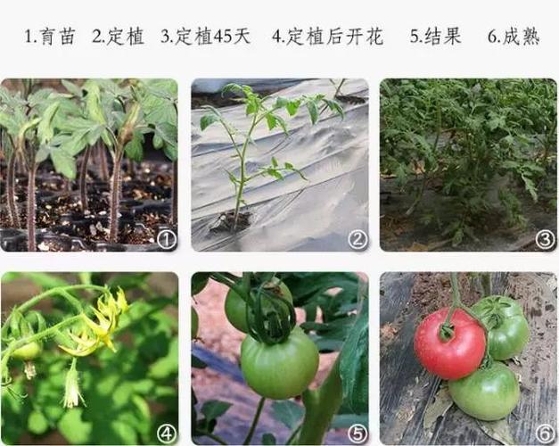 西红柿的种植时间和方法「番茄怎么种植和时间管理」 西红柿的种植时间和方法「番茄怎么种植和时间管理」 番茄种植技巧