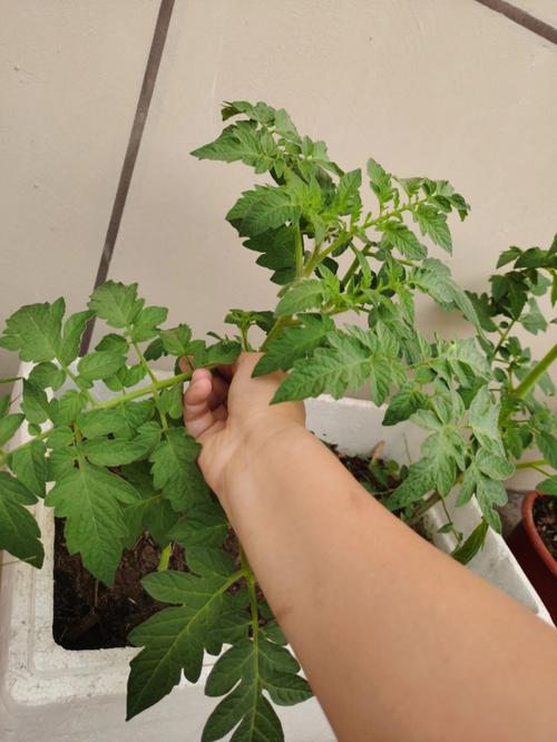 圣女果如何掐尖打杈才能结果实多「小番茄树怎么摘心种植视频」 圣女果如何掐尖打杈才能结果实多「小番茄树怎么摘心种植视频」 农业常识