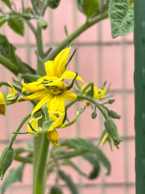 马蹄番茄的种植时间和方法「马蹄怎么种植番茄视频教程」 马蹄番茄的种植时间和方法「马蹄怎么种植番茄视频教程」 番茄病虫害防治