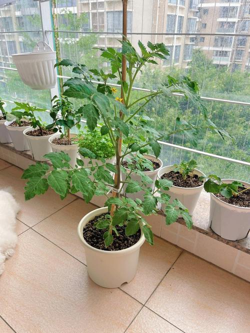 西红柿怎么盆栽「种植番茄怎么换盆土视频」 西红柿怎么盆栽「种植番茄怎么换盆土视频」 农业常识
