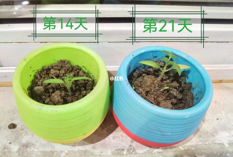 西红柿的催芽方法「番茄籽怎么催芽种植视频」 西红柿的催芽方法「番茄籽怎么催芽种植视频」 土壤施肥