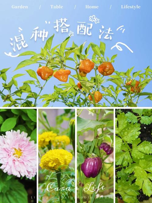 哪些蔬菜混种，不仅可以提高产量，还能驱灭虫害「蔬菜种植搭配技巧视频」 哪些蔬菜混种，不仅可以提高产量，还能驱灭虫害「蔬菜种植搭配技巧视频」 番茄病虫害防治
