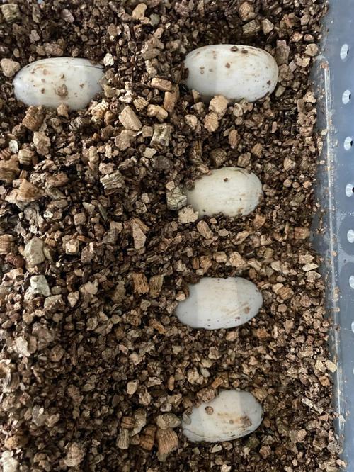 新入手黄缘苗怎么养「出壳番茄怎么种植视频」 新入手黄缘苗怎么养「出壳番茄怎么种植视频」 番茄种植技巧