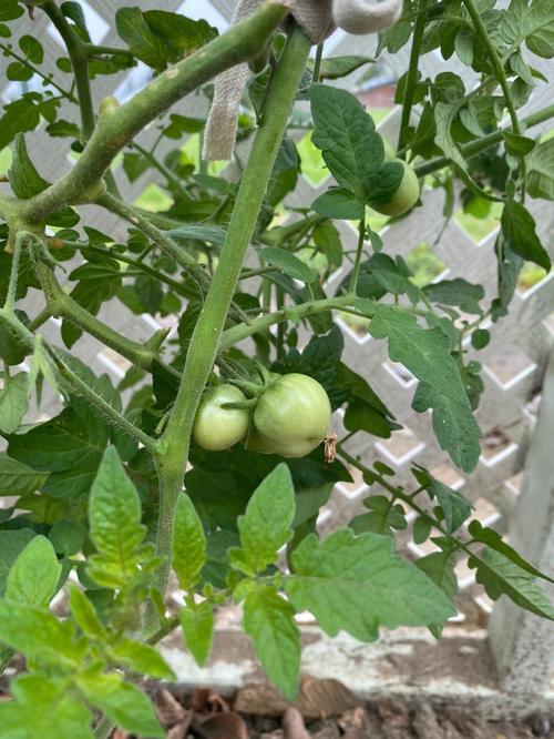 大葱嫁接西红柿是真的吗「葱里边怎么种植番茄视频」 大葱嫁接西红柿是真的吗「葱里边怎么种植番茄视频」 农业常识