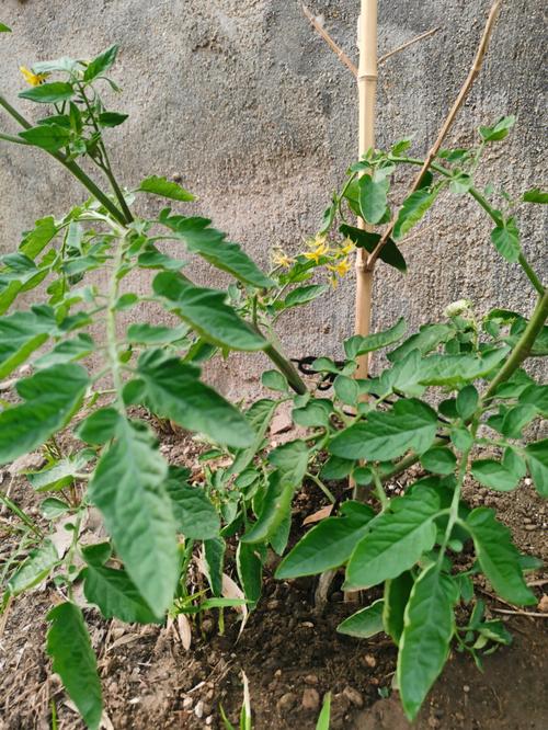 番茄树的种植方法「大番茄要怎么种植视频」 番茄树的种植方法「大番茄要怎么种植视频」 植物种类