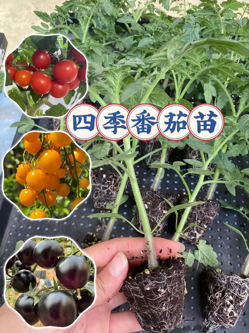 西红柿的种植方法「种菜番茄怎么种植的视频」 西红柿的种植方法「种菜番茄怎么种植的视频」 土壤施肥