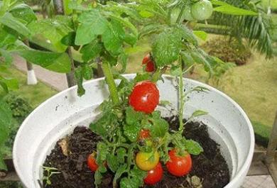 怎么种植红明珠盆栽番茄「盆栽珍珠小番茄怎么种植视频」 怎么种植红明珠盆栽番茄「盆栽珍珠小番茄怎么种植视频」 番茄种植技巧
