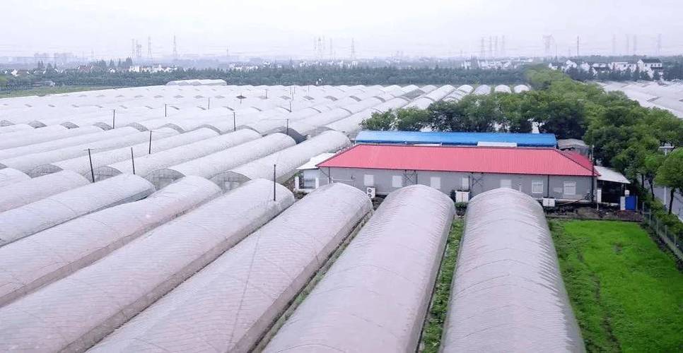 蔬菜中的宝物，卖价如此便宜的白菜，我们该如何种植去提高产量呢「素蔬菜种植技巧家庭版视频」 蔬菜中的宝物，卖价如此便宜的白菜，我们该如何种植去提高产量呢「素蔬菜种植技巧家庭版视频」 农业常识