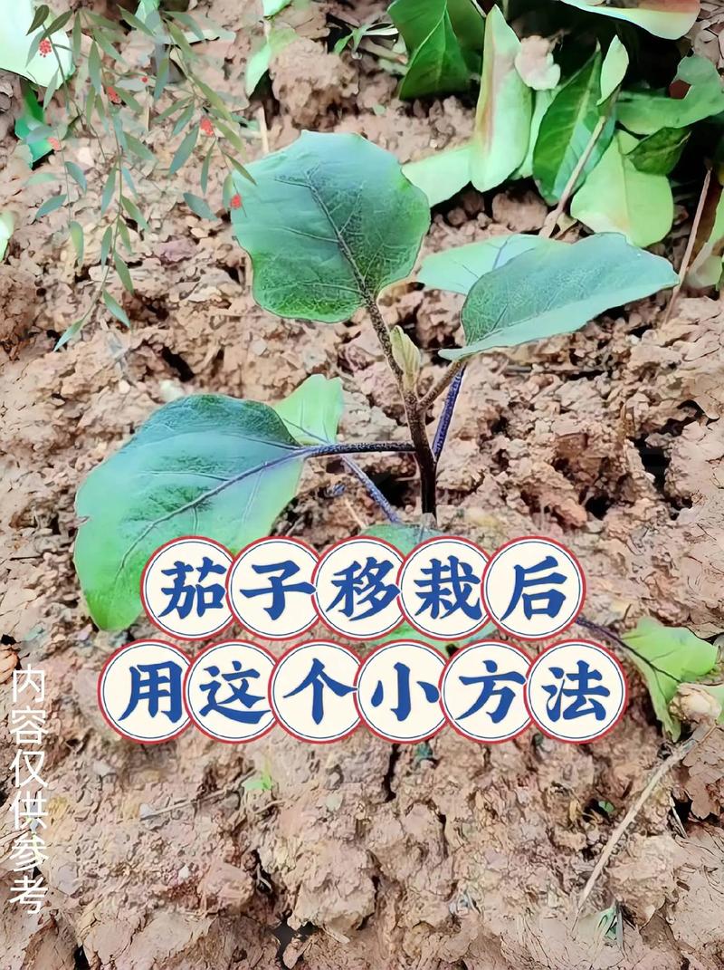 种茄子需要哪几步「茄子蔬菜种植小技巧简单视频」 种茄子需要哪几步「茄子蔬菜种植小技巧简单视频」 农业常识