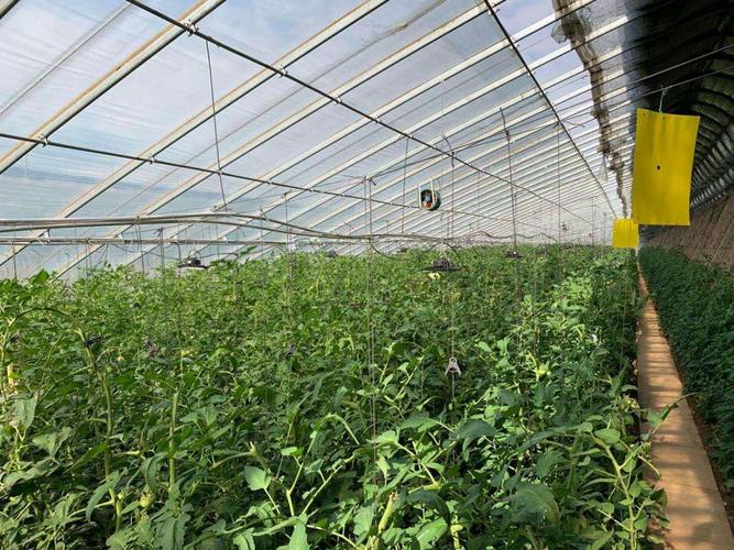 种植冷棚西红柿苗，该如何防冻「冬季大棚番茄怎么种植视频」 种植冷棚西红柿苗，该如何防冻「冬季大棚番茄怎么种植视频」 农业常识