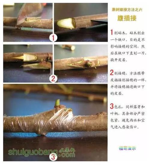 植物嫁接的原理是什么？为什么要嫁接「蔬菜种植嫁接技巧图解视频」 植物嫁接的原理是什么？为什么要嫁接「蔬菜种植嫁接技巧图解视频」 花朵知识
