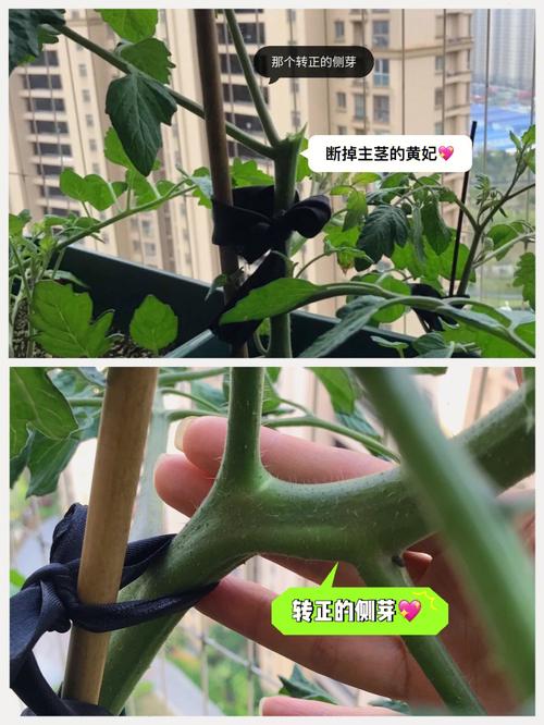 小番茄该怎样进行双杆整枝「番茄豆怎么种植视频教程」 小番茄该怎样进行双杆整枝「番茄豆怎么种植视频教程」 番茄种植技巧