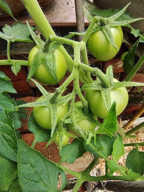 瀑布西红柿种植技术「怎么把瀑布番茄种植起来」 瀑布西红柿种植技术「怎么把瀑布番茄种植起来」 番茄种植技巧