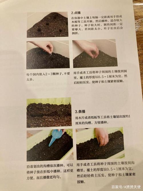 蔬菜种植技巧讲解「家里蔬菜种植小技巧视频」 植物种类 蔬菜种植技巧讲解「家里蔬菜种植小技巧视频」 蔬菜种植技巧讲解「家里蔬菜种植小技巧视频」 植物种类