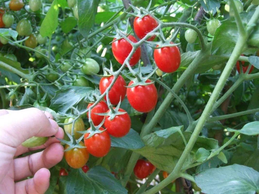 新疆和田市你最爱去的三个地方是哪里「红玉番茄怎么种植方法视频」 新疆和田市你最爱去的三个地方是哪里「红玉番茄怎么种植方法视频」 番茄种植技巧