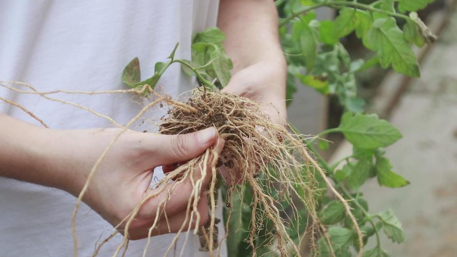 番茄种植的时候需要蘸根吗「番茄根怎么种植的视频」 番茄种植的时候需要蘸根吗「番茄根怎么种植的视频」 植物种类