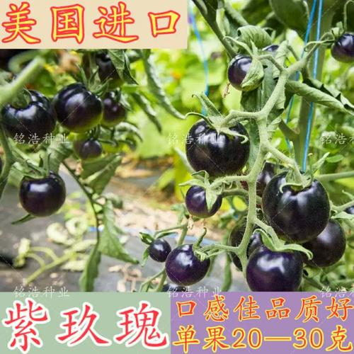 关于所见所闻的仿写「黑紫番茄种子怎么种植视频」 关于所见所闻的仿写「黑紫番茄种子怎么种植视频」 植物种类