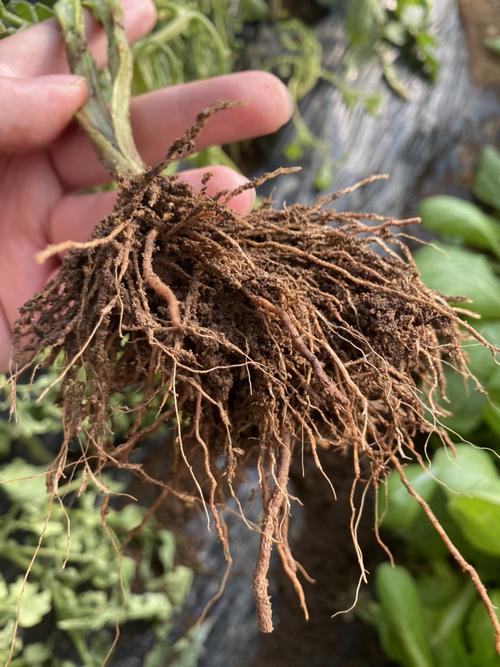 番茄死棵是怎么回事「番茄种植怎么防病虫害」 番茄死棵是怎么回事「番茄种植怎么防病虫害」 种植技巧