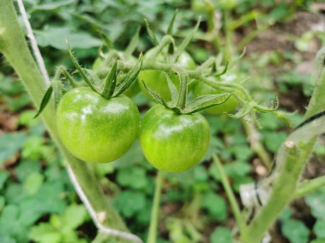 如何让西红柿多结果「小番茄种植怎么结果多一些」 如何让西红柿多结果「小番茄种植怎么结果多一些」 农业常识