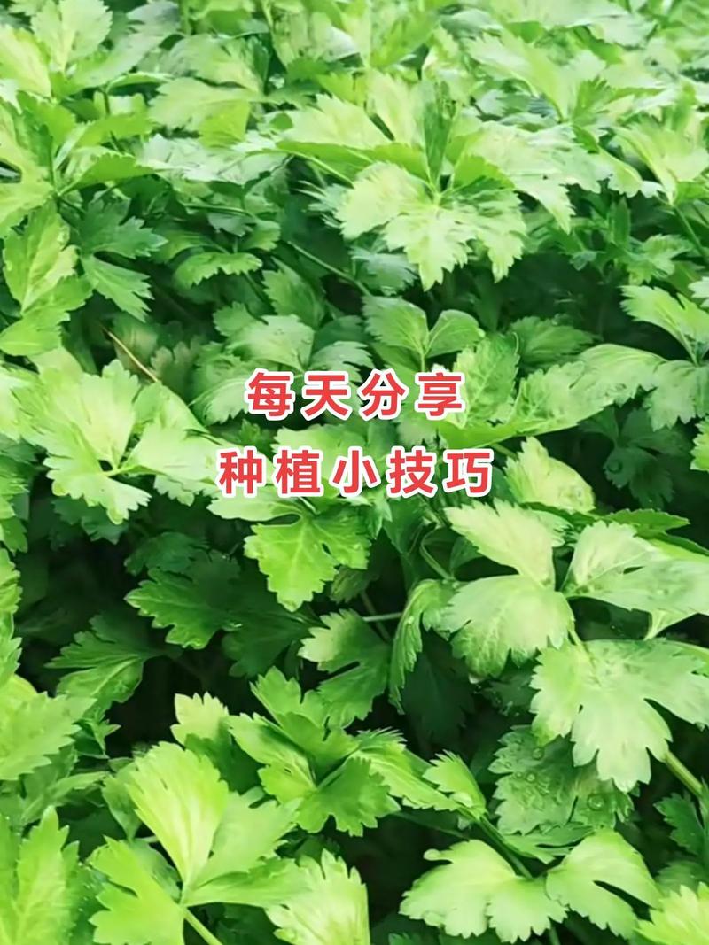 我是三农领域创作者，现在在西安市，怎么发垂直的视频「蔬菜种植速成技巧视频教程」 我是三农领域创作者，现在在西安市，怎么发垂直的视频「蔬菜种植速成技巧视频教程」 番茄种植技巧