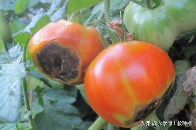 自家种的番茄不熟怎么回事「番茄怎么这么难种植呢」 自家种的番茄不熟怎么回事「番茄怎么这么难种植呢」 番茄种植技巧