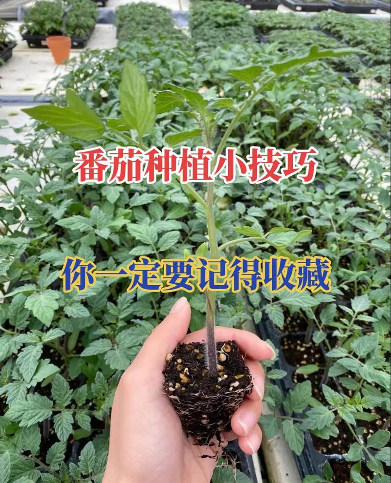 北方西红柿育苗方法和时间「北方自家种番茄怎么种植视频」 北方西红柿育苗方法和时间「北方自家种番茄怎么种植视频」 种植技巧