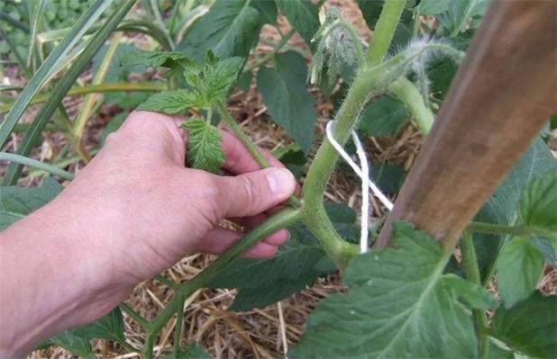 番茄种植怎么修剪「种植黑番茄怎么修剪视频」 番茄种植怎么修剪「种植黑番茄怎么修剪视频」 番茄种植技巧
