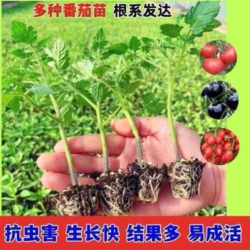 怎样栽西红柿秧苗「田地怎么种植番茄苗视频」 怎样栽西红柿秧苗「田地怎么种植番茄苗视频」 花朵知识