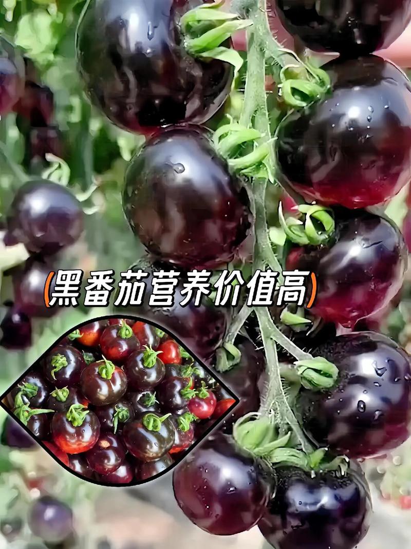 番茄在苗期如何防冻「糖水黑番茄怎么种植的视频」 番茄在苗期如何防冻「糖水黑番茄怎么种植的视频」 种植技巧