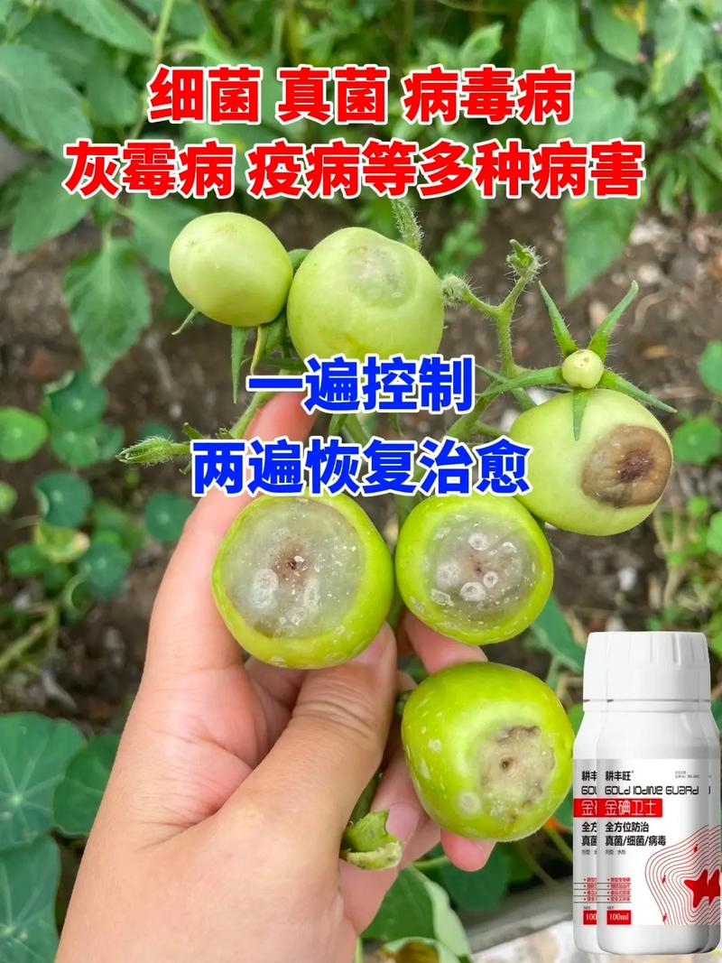 西红柿种植时，筋腐病发病严重，影响商品价值，究竟该如何防治呢「番茄坏了怎么种植的图片大全」 西红柿种植时，筋腐病发病严重，影响商品价值，究竟该如何防治呢「番茄坏了怎么种植的图片大全」 花朵知识