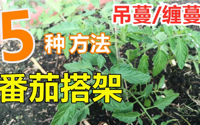 露天西红柿可以吊蔓吗「番茄怎么样打枝?」 露天西红柿可以吊蔓吗「番茄怎么样打枝?」 植物种类