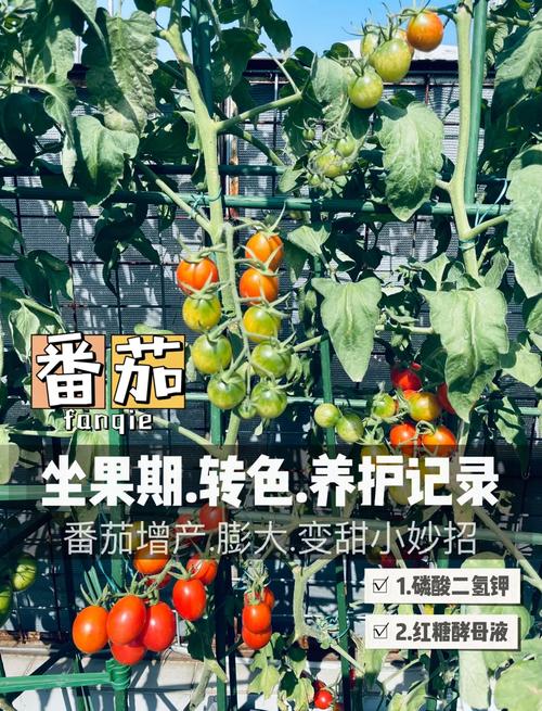 番茄怎么种植口感会比较甜「红糖水种番茄怎么种植视频」 番茄怎么种植口感会比较甜「红糖水种番茄怎么种植视频」 种植技巧